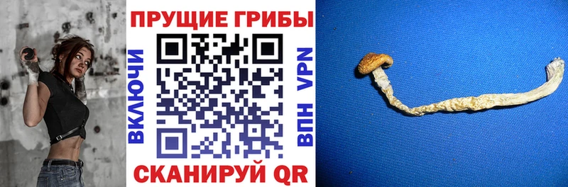 блэк спрут ссылки  Североморск  Псилоцибиновые грибы прущие грибы  где купить  